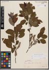 Foto von Salix caprea L. x Salix silesiaca Willd.